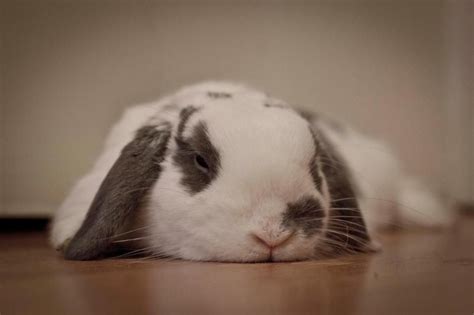 Sleepy Bunny