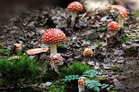 Mycorrhizal Fungi and Cannabis: A Useful Symbiosis - Khalifa Genetics