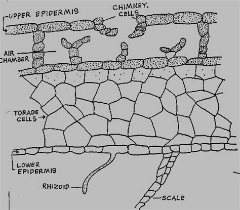 In ferns, the opposite is true and the sporophyte is the larger, more dominant individual. eXe
