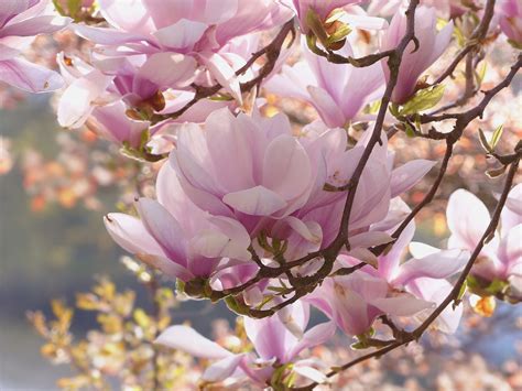 Flowering Magnolia Tree Facts Arbor Hills Tree Nursery Omahaarbor