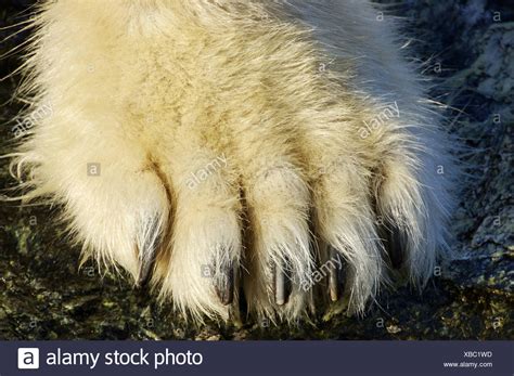 Polar Bear Feet Stockfotos And Polar Bear Feet Bilder Alamy