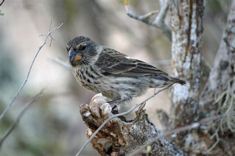 Darwins Finches May Face Extinction Unews