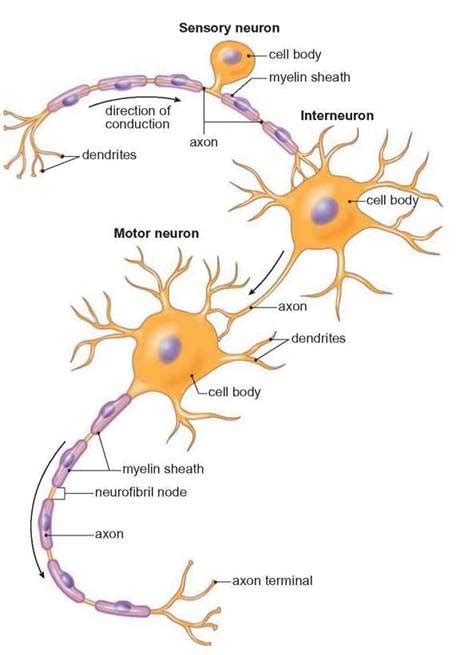Labeled Parts Of A Neuron