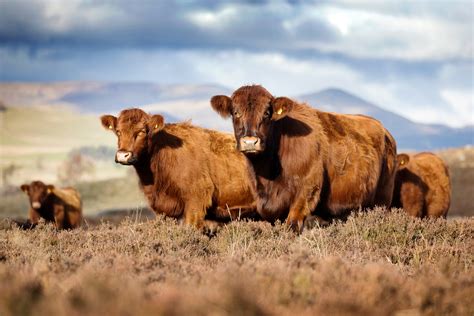 Cross Breeding — Highland Cattle Society