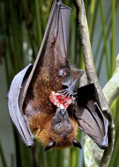 Flying Fox Bat By Venetia Featherstone Witty Fruit Bat Fox Bat Pet