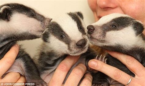 Baby Badgers Cute Animals Baby Badger Badger
