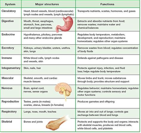 Human Body Systems On Emaze