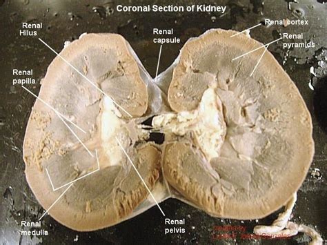 Development and function of the blood vessels: Sheep kidney | Kidney, Renal, Stuffed mushrooms