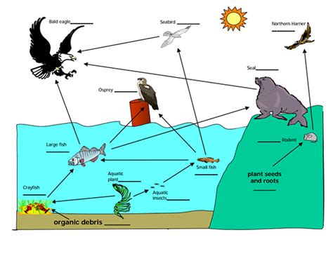 A food web is a diagram showing which animals eat which other animals in a given ecological community. Here's a nice example of a food web. | Life science ...