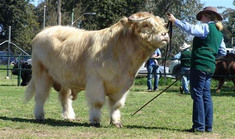 Scottish Highland Cattle Nsw Australia Ceallach Of Ennerd Flickr