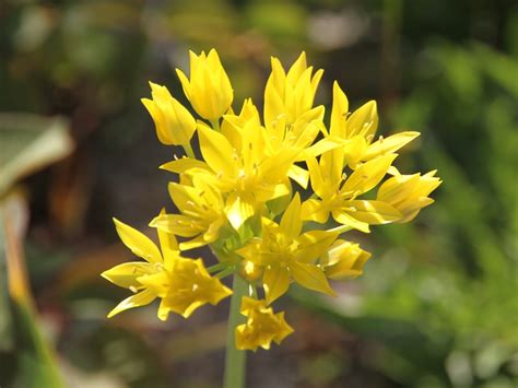 Allium moly Ail doré Un petit ail d ornement à fleurs jaune d or