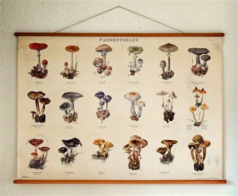 17 Best Images About Botanical Mushroom And Funghi Illustration On