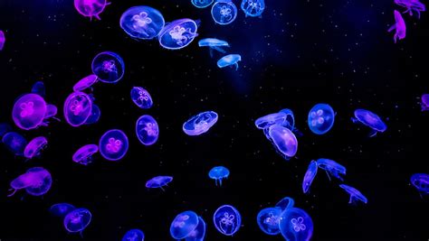 Top 135 Jellyfish Wallpaper Hd