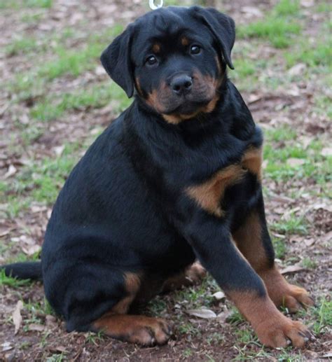 Rottweiler Puppies For Sale Charlotte Nc 289672