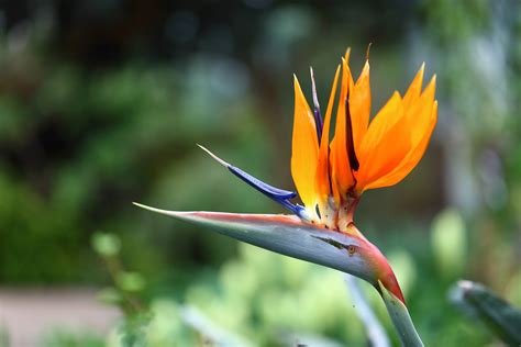 14 Most Unique Flowers To Grow In Your Garden