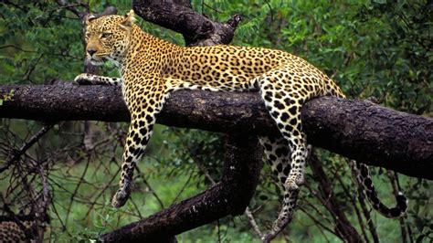 Wild Animal Leopard On Tree Hd Wallpapers