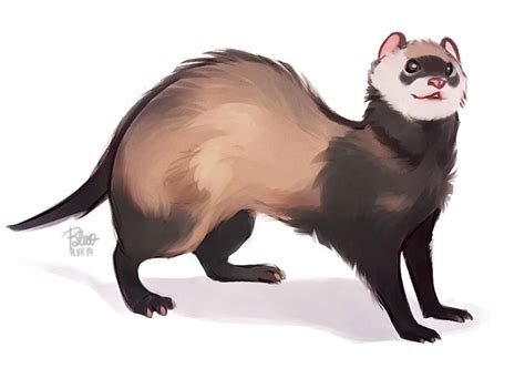 Ferret Study By Goldentar On Deviantart Cute Animal Drawings Animal