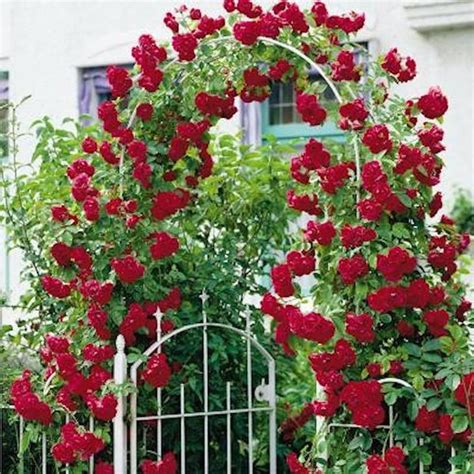 Blaze Red Climbing Rose Seeds Approx 10 Angelas Heavenly Garden