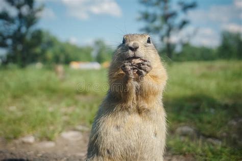 Funny Gopher Face Stock Photo Image Of Gopher Mouth Prairie 612532