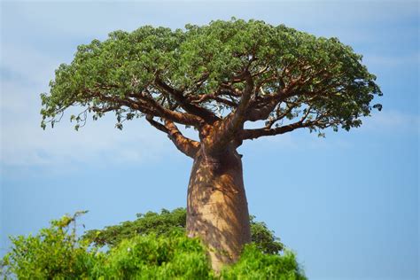 fakta unik baobab pohon surga yang jadi ikon taman kota ria rio