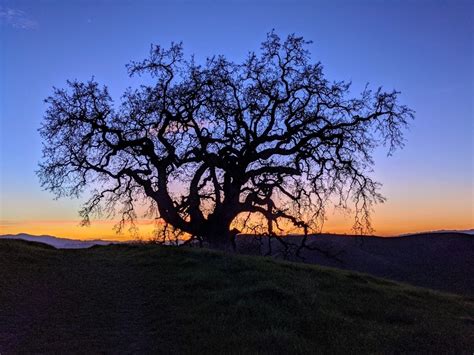 Lone Oak Tree At Dusk Photo Of The Day Walnut Creek Ca Patch