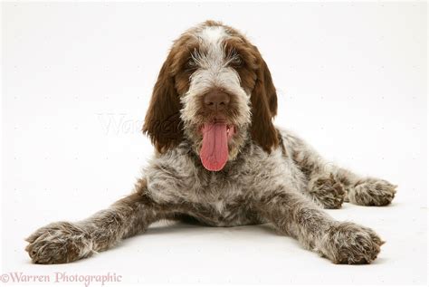 Dog Brown Roan Spinone Pup Photo Wp10718