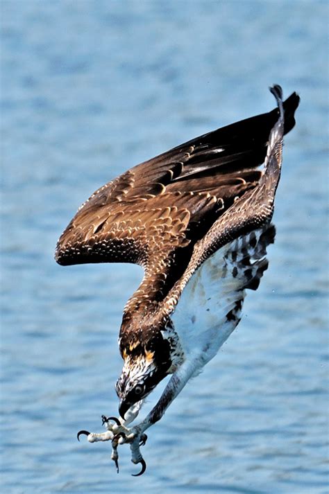 What The Hell Is A “sea Hawk” Anyway Deep Sea News