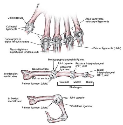 Metacarpophalangeal And Interphalangeal Ligament Anatomy Overview