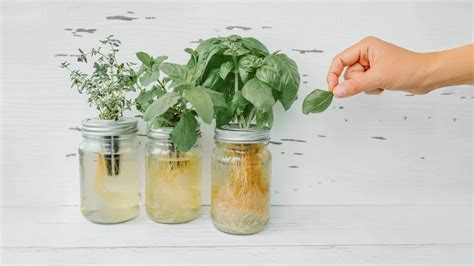 15 Steps For Growing Mason Jar Hydroponic Herb Garden