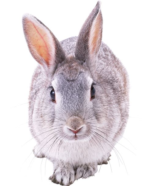 Rabbit PNG | Rabbit png, Rabbit pictures, Rabbit