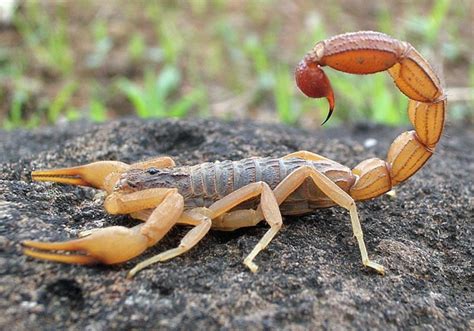 Scorpion Stings Send Three Children To Hospital In Two Days Health