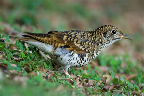 虎斑地鶇食雪茄 Scaly Thrush Thrushes 鶇 Landbirds 陸鳥 Hkbws Forum 香港觀鳥