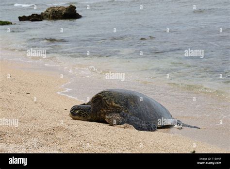 Green Sea Turtle At Haliewa Alii Beach Oahu Hawaii Stock Photo Alamy