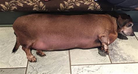Morbidly Plump Texas Wiener Dog Loses Weight And ‘fat Vincent Name