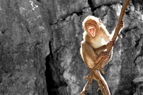 Best Angry Monkey Stock Photos Pictures And Royalty Free Images Istock
