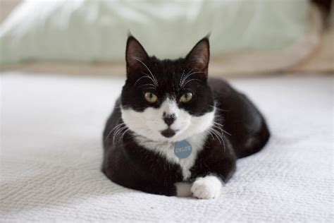 10 Facts About Tuxedo Cats Catster