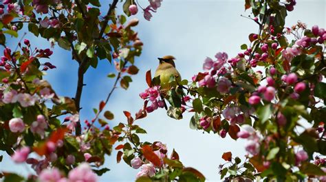 A collection of the top 24 4k forest wallpapers and backgrounds available for download for free. Download wallpaper 1920x1080 bird, flowers, branch ...