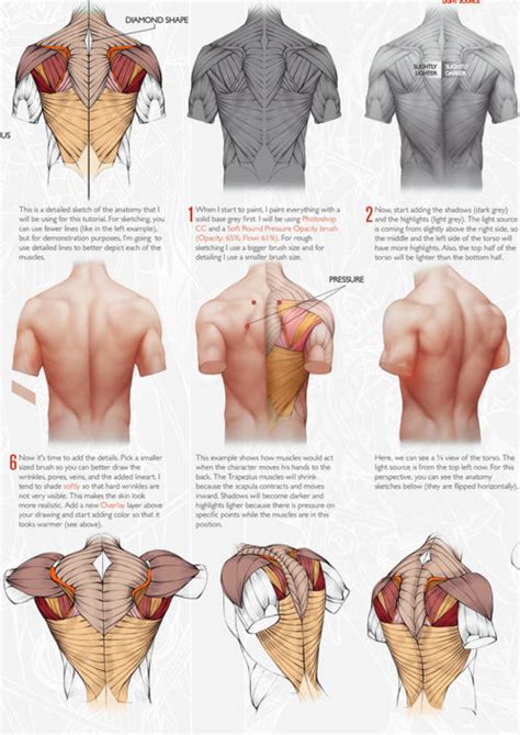 Torso practice n' tips by genekelly on deviantart. Male Torso Anatomy Back Muscles Drawing Reference - Additional Arm Diagrams 5/13 | Arm anatomy ...