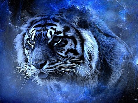 Best tiger wallpaper, desktop background for any computer, laptop, tablet and phone. Tiger Schönheit HD Desktop-Hintergrund: Breitbild: High ...