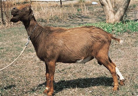 Israbi Lamancha Goat With Horns