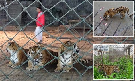 Tigers Boiled Up To Make Wine In China That Boosts Sex Drive Daily