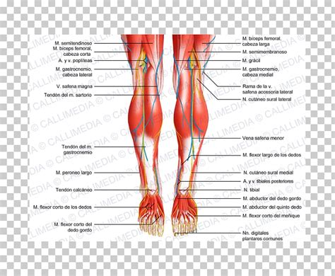 Muscles of the leg and foot classic human anatomy in motion: Posterior Human Anatomy