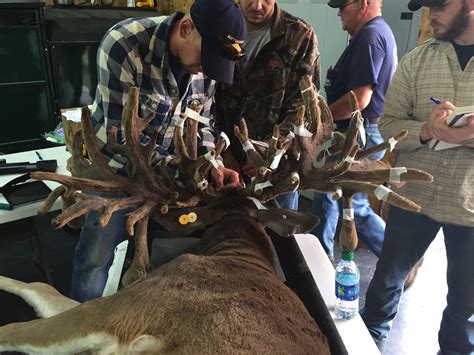 Measuring The Biggest Kentucky Buck Ever