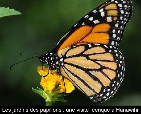 Les Jardins Des Papillons Une Visite Féerique à Hunawihr