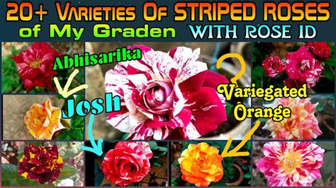 125 20 Varieties Of Striped Roses Of My Garden With Rose Identity