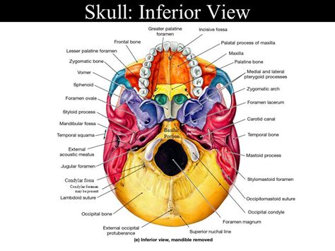 Inferior View Of Skull Foramina And Fissures Skull Anatomy Anatomy
