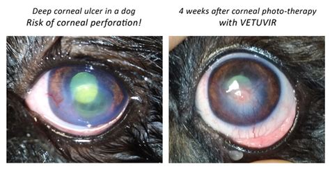 Dog Corneal Ulcer Symptoms