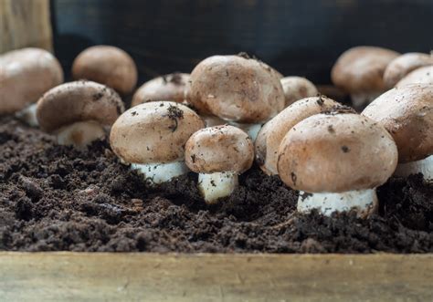 Growing Button Mushrooms In Coffee Grounds Growing Your Own Mushrooms