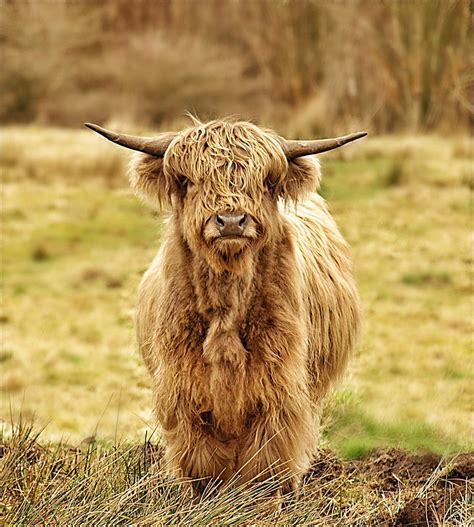 Highland Cow Highland Coo In The Glasgow And Clyde Valley Flickr