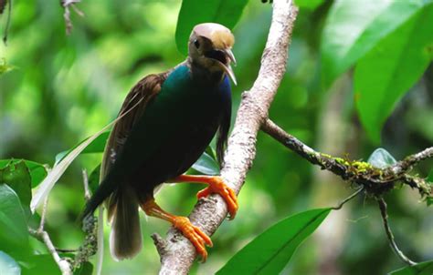 Bidadari Halmahera, Burung Cendrawasih di Luar Papua - Mongabay.co.id : Mongabay.co.id